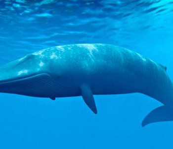 A baleia azul tem muito a nos ensinar